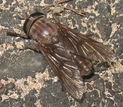 Tabanus catenatus