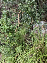 Carex lancea