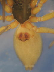 Walckenaeria cuspidata