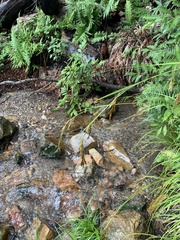 Carex lancea