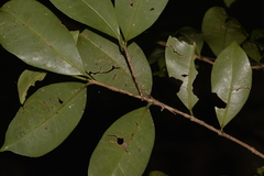 Syzygieae