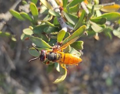 Philanthus triangulum