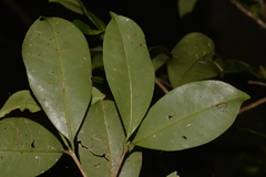 Syzygieae