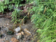 Carex lancea