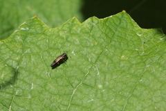 Agrilus derasofasciatus