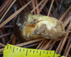 Hygrophorus hypothejus
