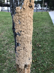 Tetraponera rufonigra