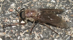Tabanus catenatus