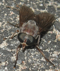 Tabanus catenatus