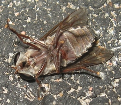 Tabanus catenatus