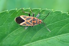 Graptostethus servus