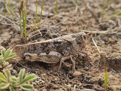 Angaracris barabensis