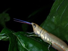 Mitricephala milleri