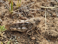 Angaracris barabensis