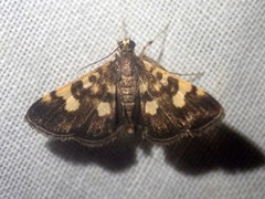 Piletocera flexiguttalis