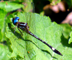 Macrothemis ultima