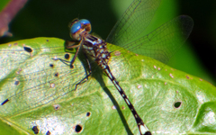 Macrothemis ultima