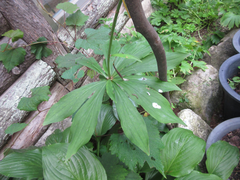 Lilium distichum