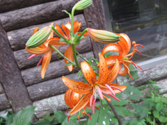 Lilium distichum