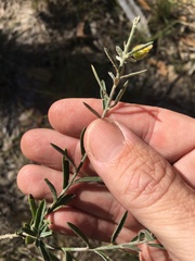 Crotalaria montana