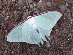 Actias artemis