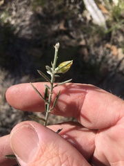 Crotalaria montana