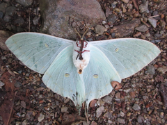 Actias artemis