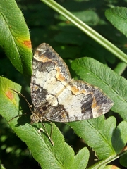 Dysstroma latefasciata