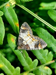 Dysstroma latefasciata