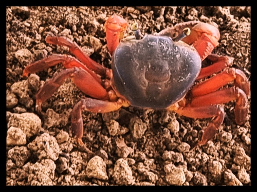 African Rainbow Crab
