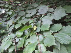 Corylus sieboldiana