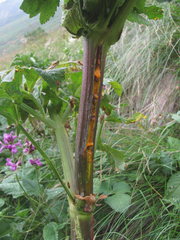 Puccinia agasyllidis