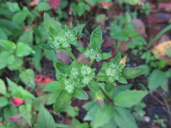 Hylotelephium viviparum