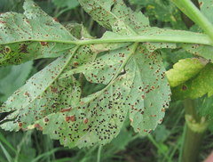 Puccinia agasyllidis