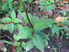 Hylotelephium viviparum