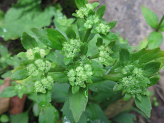 Hylotelephium viviparum