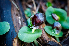Corybas recurvus