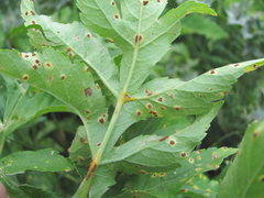 Puccinia agasyllidis