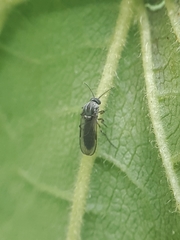 Pterygota