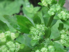 Hylotelephium viviparum