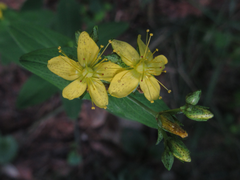 Hypericum erectum