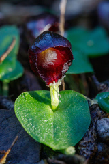 Corybas recurvus