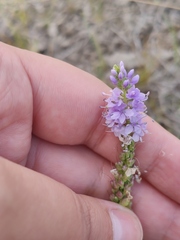 Veronica pinnata