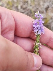 Veronica pinnata