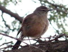 Cercotrichas coryphoeus coryphoeus