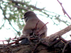 Cercotrichas coryphoeus coryphoeus