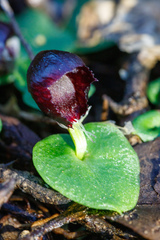 Corybas recurvus