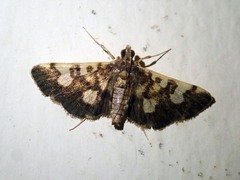 Piletocera flexiguttalis