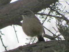 Cercotrichas coryphoeus coryphoeus