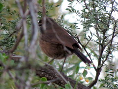 Cercotrichas coryphoeus coryphoeus